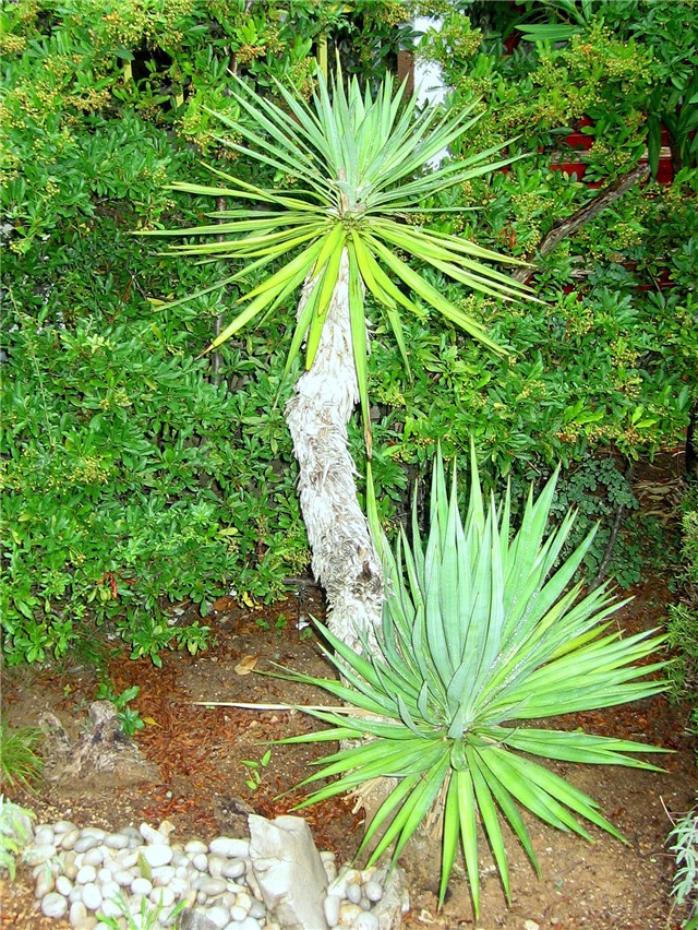Yucca gloriosa - Cres